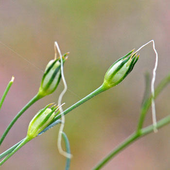 Ipomopsis longiflora, Flaxflowered Ipomopsis